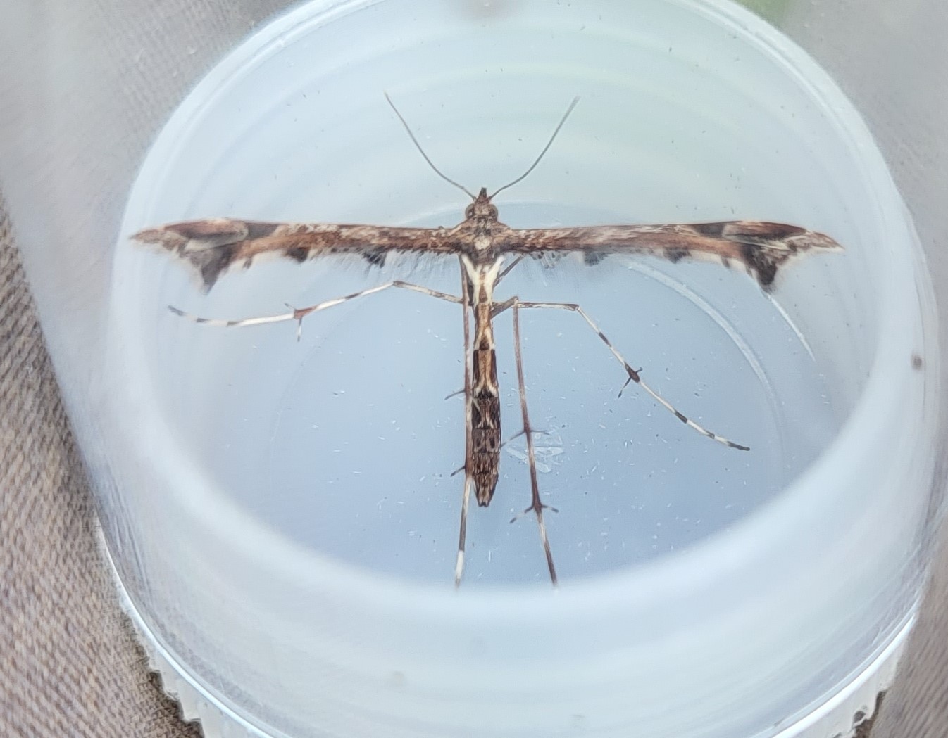 Photo of Beautiful Plume (Amblyptilia acanthadactyla)